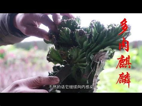 麒麟仙人掌|麒麟掌屬